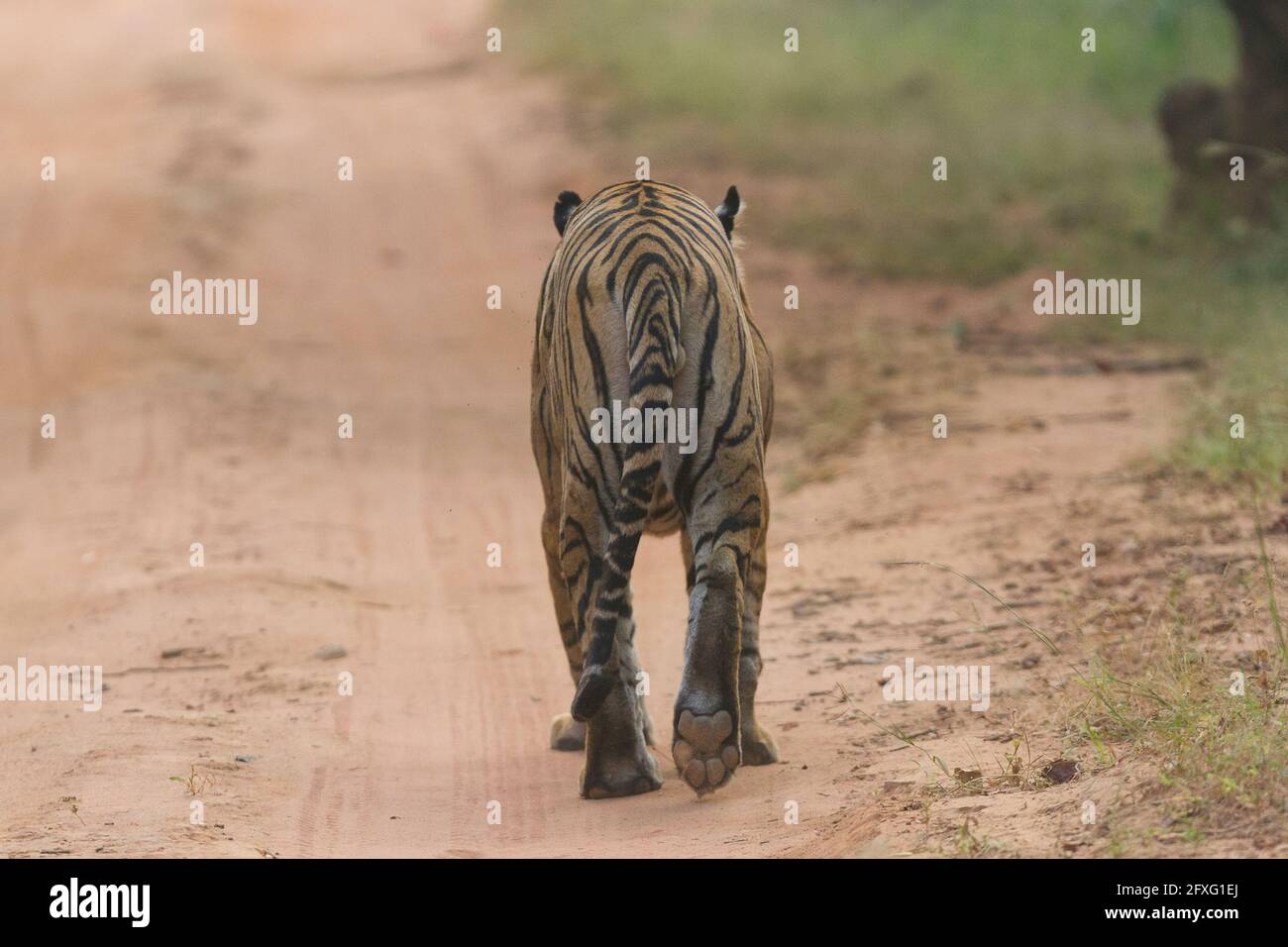 Adulto uomo tigre Bengala camminare sulla giungla safari percorso a Bandhavgarh Tiger Reserve, Madhya Pradesh, India Foto Stock