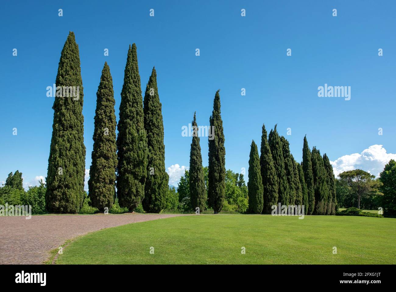 Marciapiede curvante attraverso un parco fiancheggiato da un alto ed elegante verde cypress alberi vista su un prato ben curato contro un cielo azzurro soleggiato Foto Stock