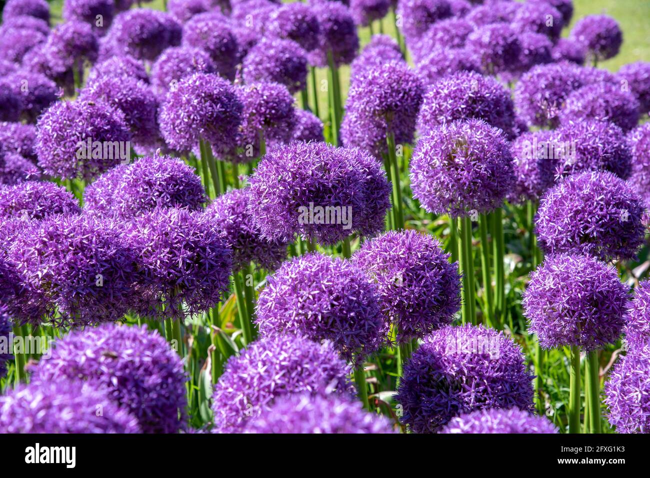 Primo piano su colorful porpora Pom-pom o fiori Allium crescere all'aperto in un giardino o in un parco in primavera in un visualizzazione full frame Foto Stock