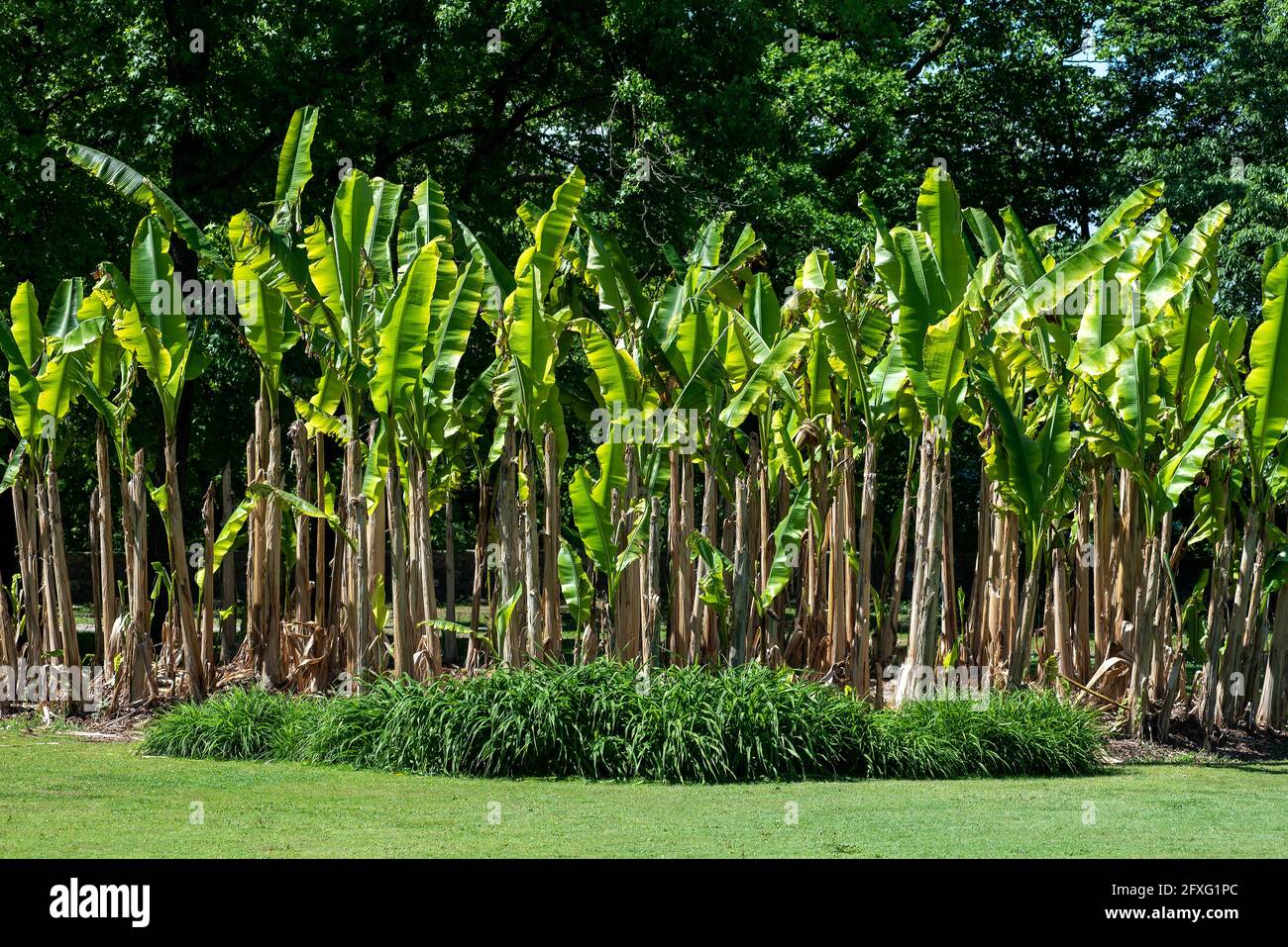 Fronde verdi fresche di un piccolo stand di ornamentale in miniatura palme da banana in un letto fiorito in un parco o in un giardino sullo sfondo di alberi verdi verdeggianti Foto Stock