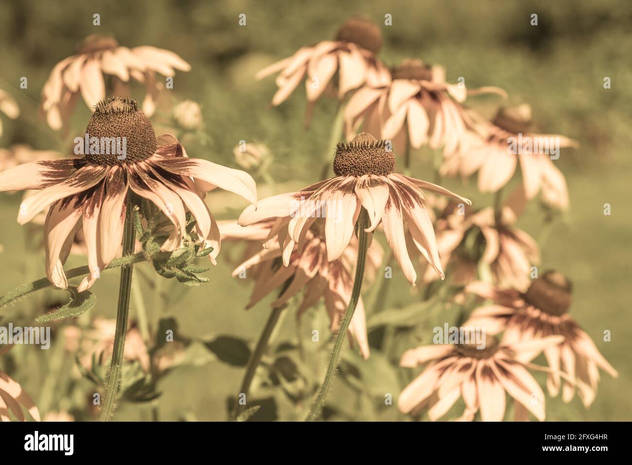 Foto d'epoca dei fiori di rudbeckia nel giardino estivo. Effetto Seppia. Sfondo fiori estivi con fuoco selettivo. Foto Stock