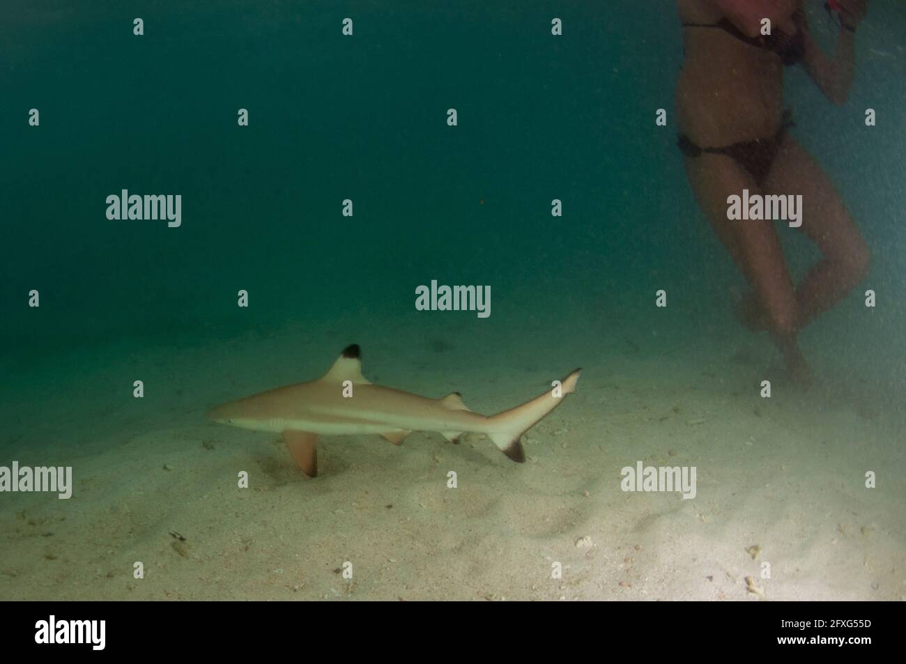 Giovane Blacktip Reef Shark, Carcharhinus melanopterus, con ragazza in bikini, Misool, Raja Ampat, Papua occidentale, Indonesia Foto Stock