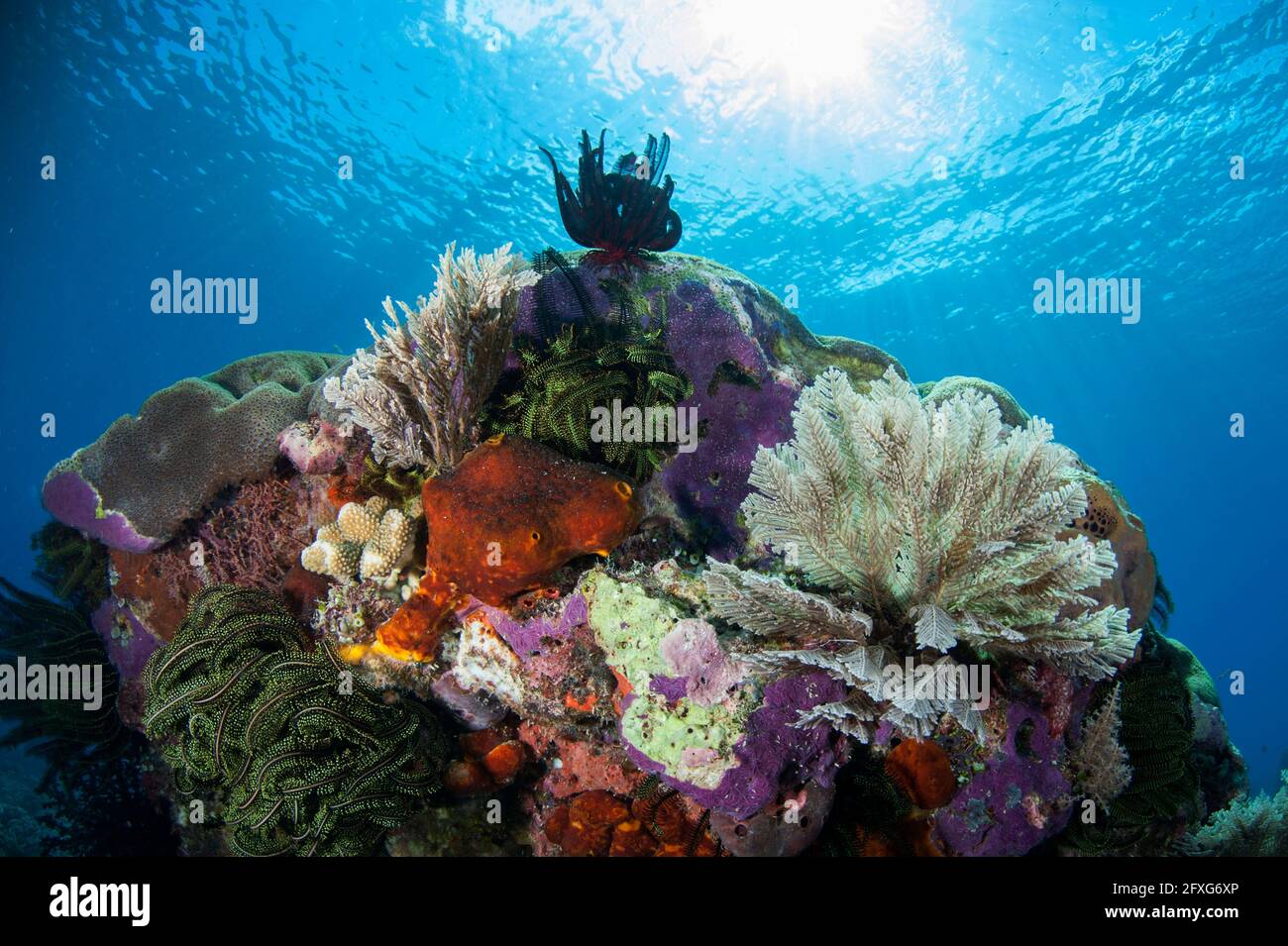 Idroidi, Hydrozoa Class, e crinoidi, Crinoidea Class, con il sole in background, sito di immersione valanghe, Nyata Island, vicino Alor, Indonesia Foto Stock