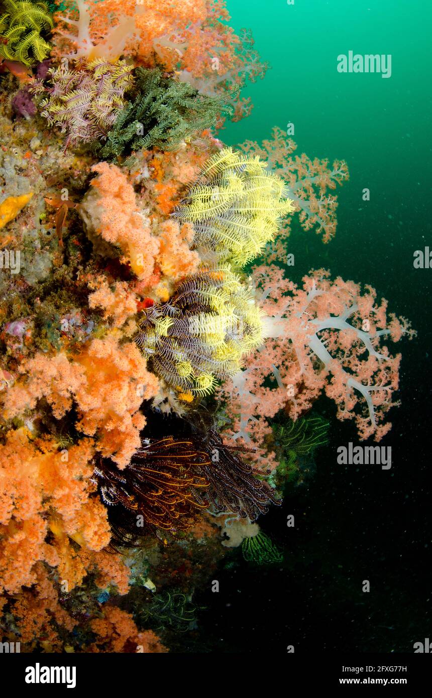 Soft Coral, Dendronephthya sp, Pelican Head Dive Site, Horseshoe Bay, Nusa Kode, South Rinca Island, Komodo National Park, Indonesia Foto Stock