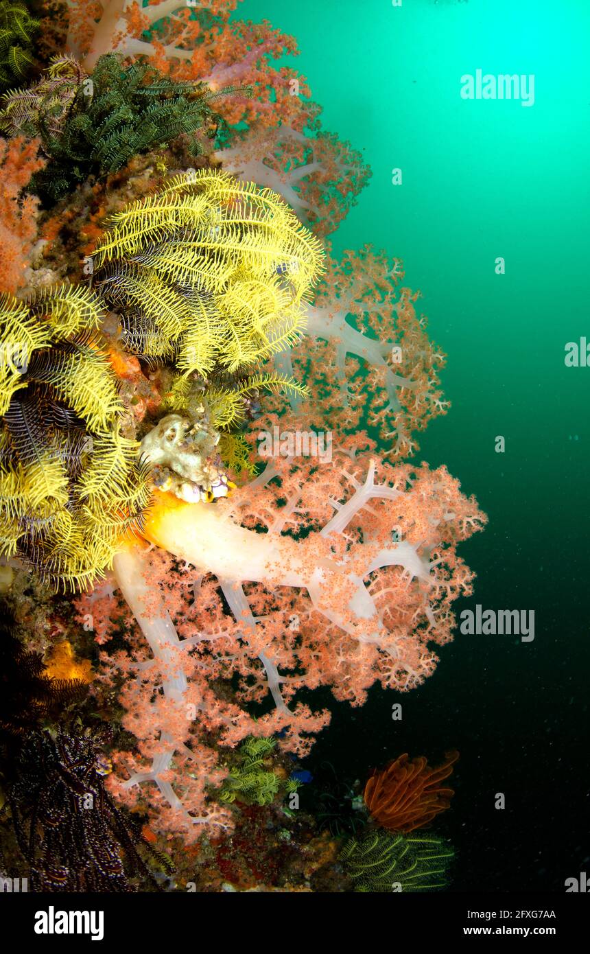 Soft Coral, Dendronephthya sp, Pelican Head Dive Site, Horseshoe Bay, Nusa Kode, South Rinca Island, Komodo National Park, Indonesia Foto Stock
