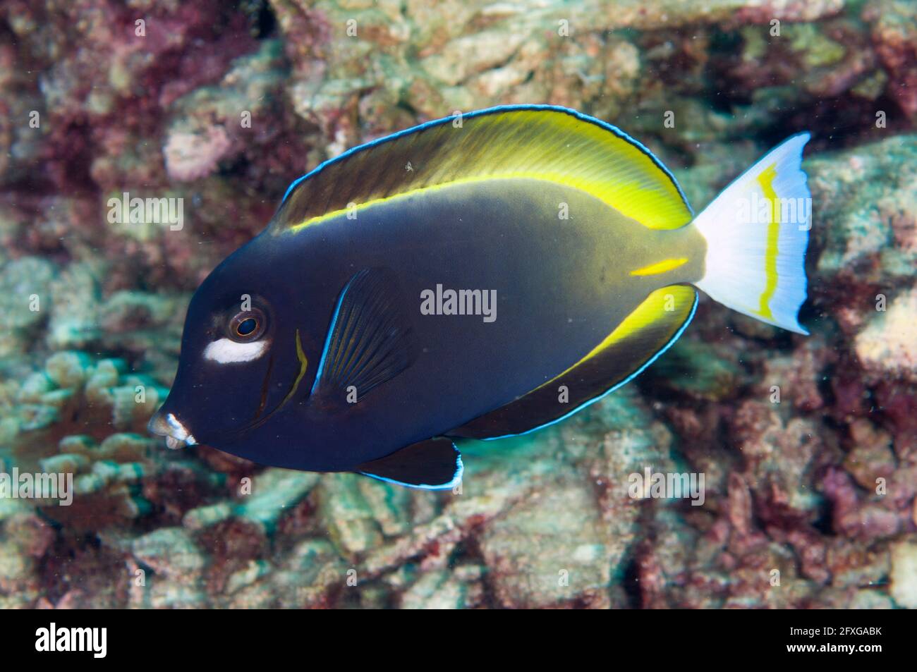 Whitecheek Surgeonfish, Acanthurus nigricans, Flying Fish Cove sito di immersione, Christmas Island, Australia Foto Stock