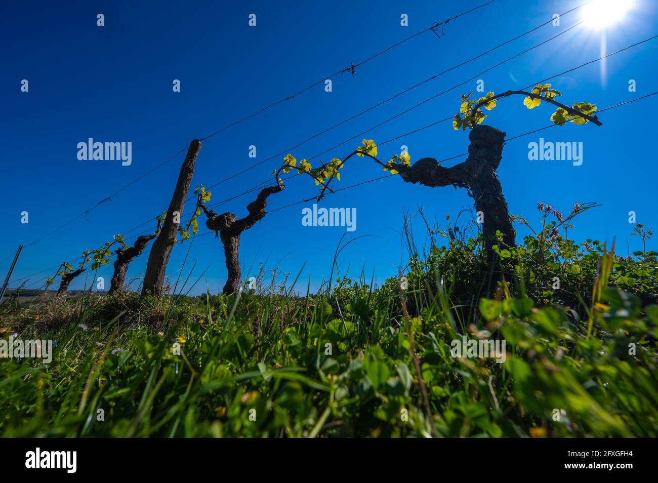 Nuovo bug e lascia la germogliazione all'inizio di primavera su una pergola viticoltura nella vigna di bordeaux Foto Stock