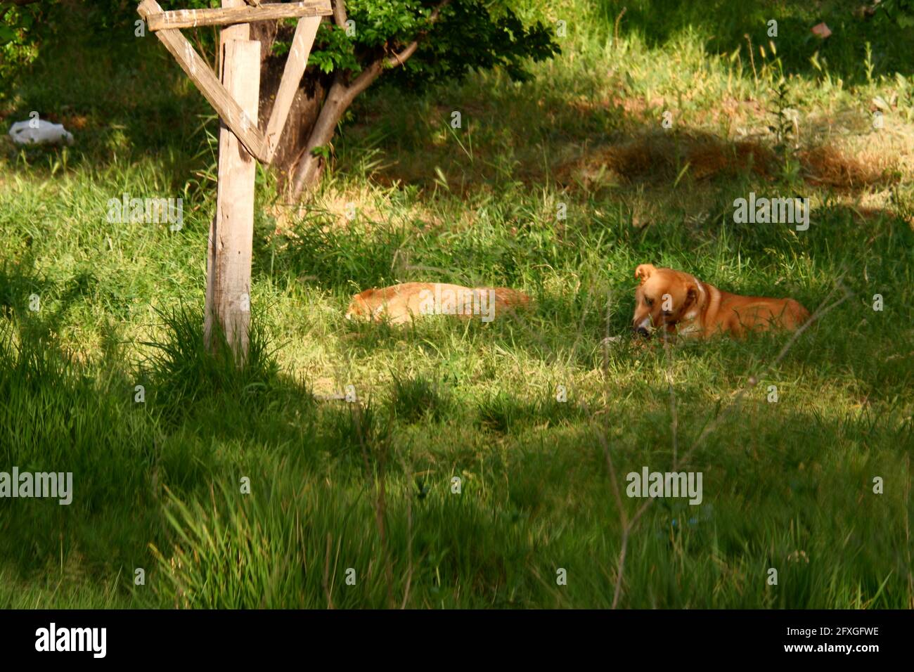 Cani che riposano all'ombra sull'erba in primavera Foto Stock