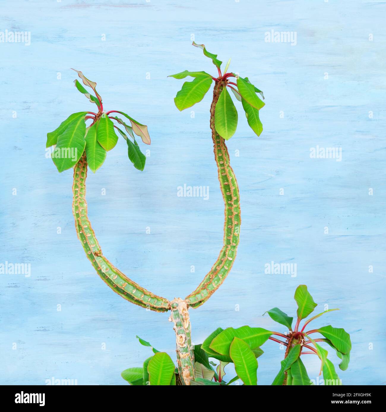 Euphorbia leuconeura con foglie succose su sfondo blu Foto Stock