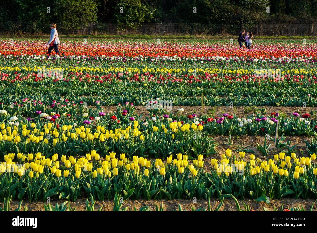 Arese - Italia - marzo 2019 bellissimi campi di tulipani Tulipani Italiani Foto Stock