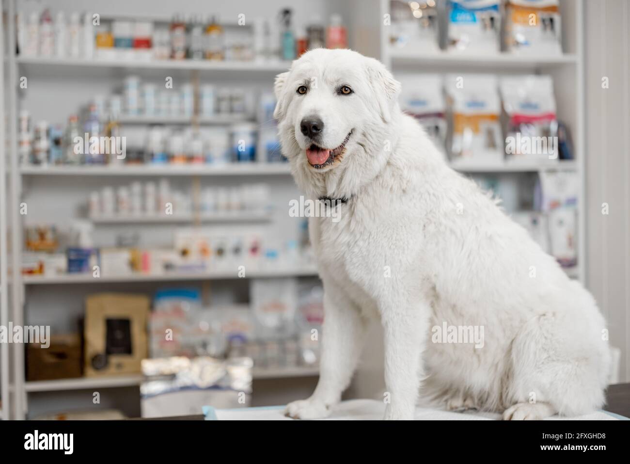 Un ritratto di felice grande cane bianco seduto alla reception del negozio veterinario e clinica. Cura e trattamento degli animali domestici. Foto Stock