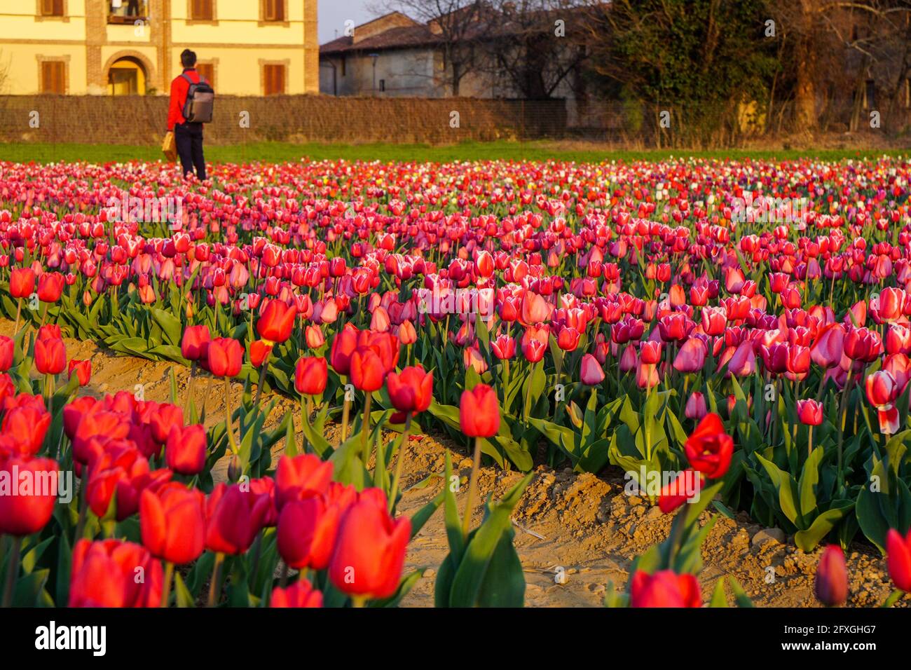 Arese - Italia - marzo 2019 bellissimi campi di tulipani Tulipani Italiani Foto Stock
