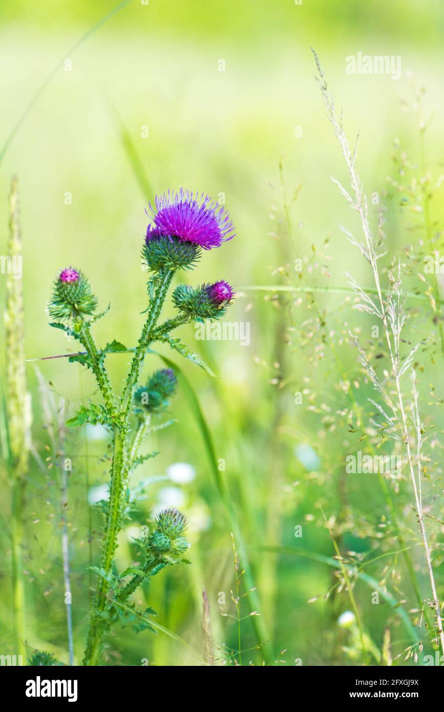 Thistle con fiori viola e l'erba crescono su prato selvaggio Foto Stock