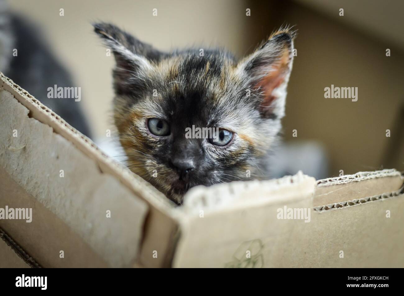 ritratto di un gattino di un mese a strisce e macchiato con faccia scura e occhi blu, profondità di fuoco poco profonda Foto Stock