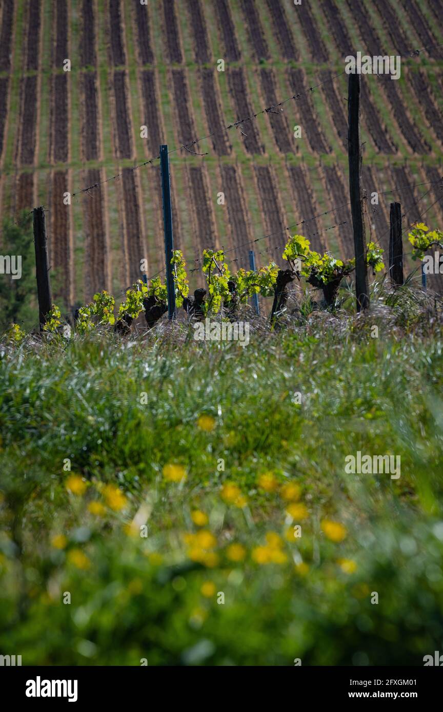 Nuovo bug e lascia la germogliazione all'inizio di primavera su una pergola viticoltura nella vigna di bordeaux Foto Stock