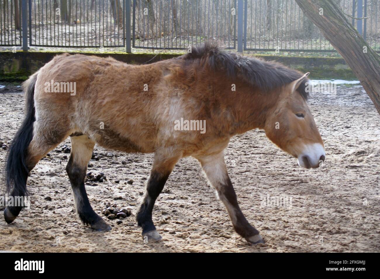 Il cavallo di Przewalski nello zoo di Fugoten Foto Stock