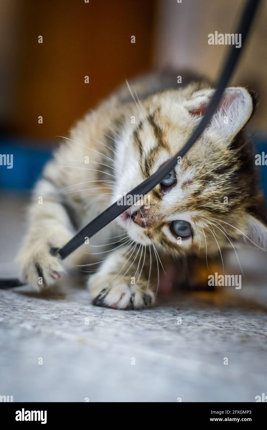 ritratto di un gattino marrone chiaro a strisce di un mese e occhi blu giocando con un cavo elettrico, profondità di fuoco poco profonda Foto Stock