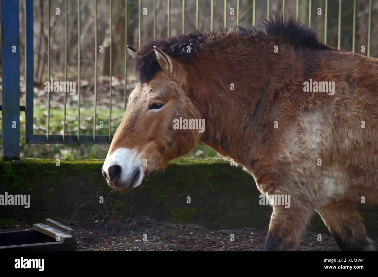 Il cavallo di Przewalski nello zoo di Fugoten Foto Stock