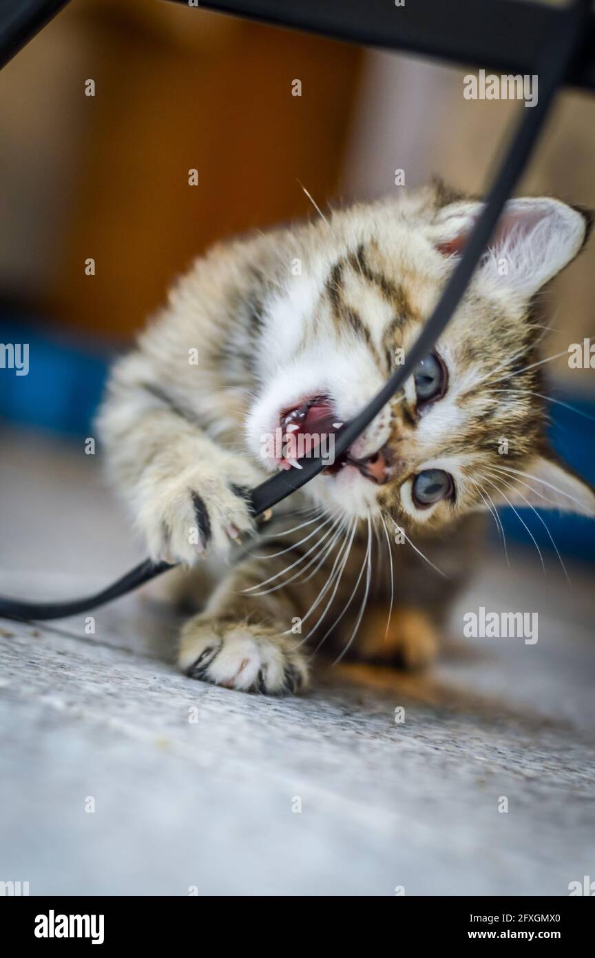 ritratto di un gattino marrone chiaro a strisce di un mese e occhi blu che si mordono su un cavo elettrico, profondità di fuoco poco profonda Foto Stock