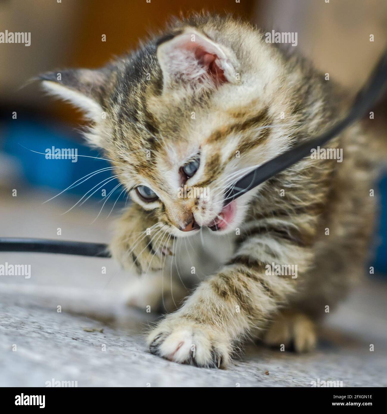 ritratto di un gattino marrone chiaro a strisce di un mese e occhi blu che si mordono su un cavo elettrico, profondità di fuoco poco profonda Foto Stock