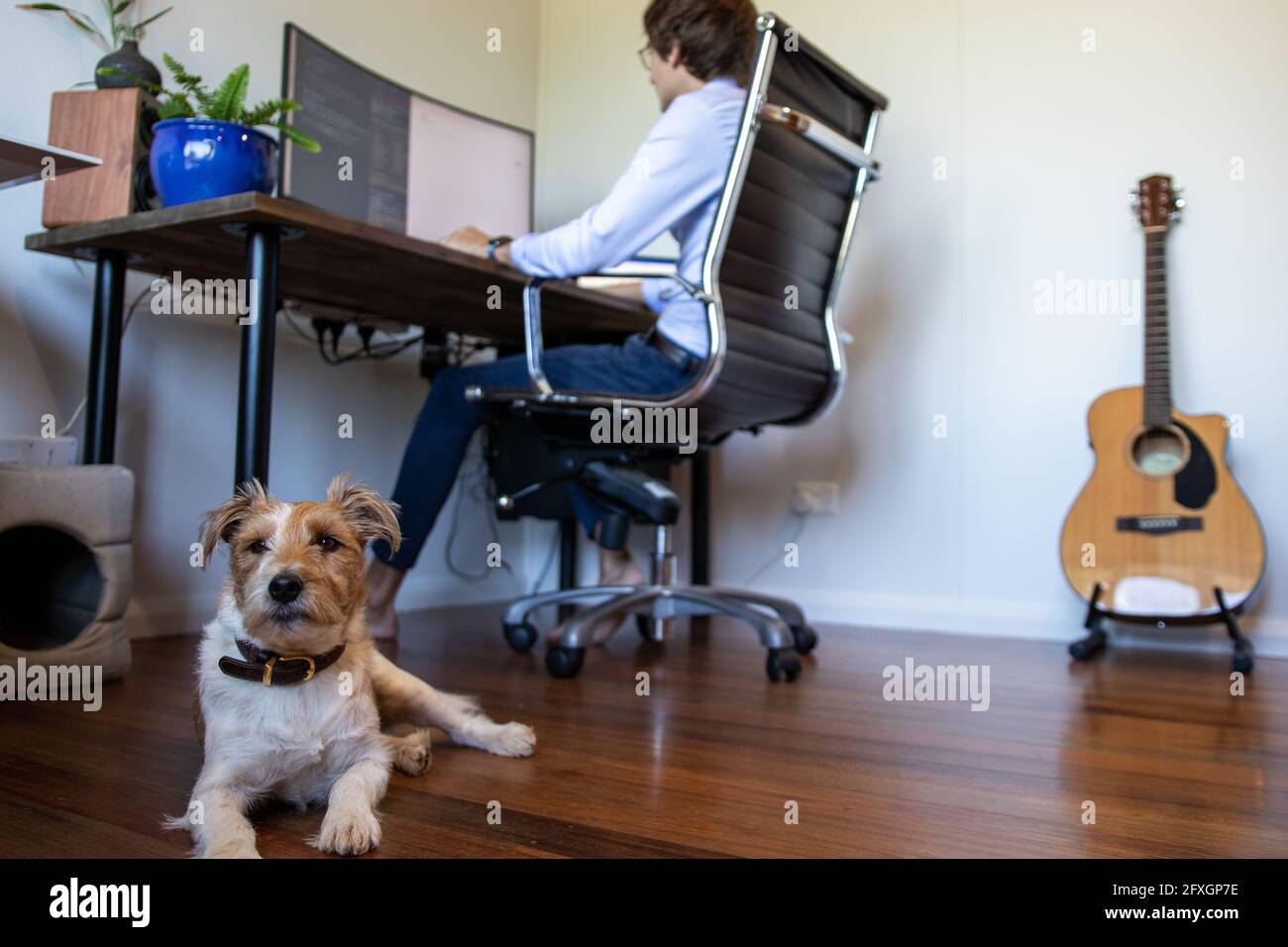 Lavorare da casa con il cane e la chitarra Foto Stock