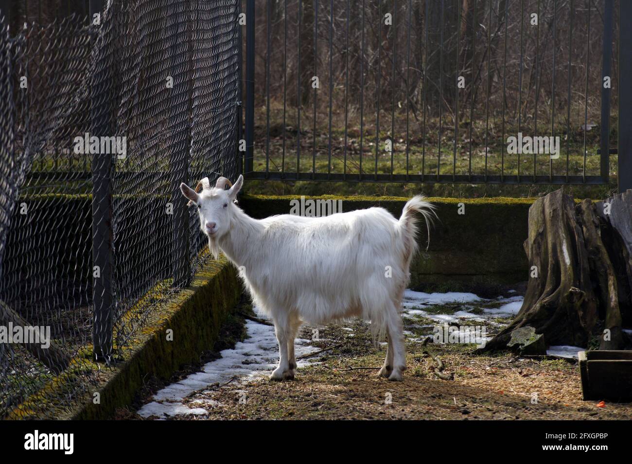 capra bianca Foto Stock