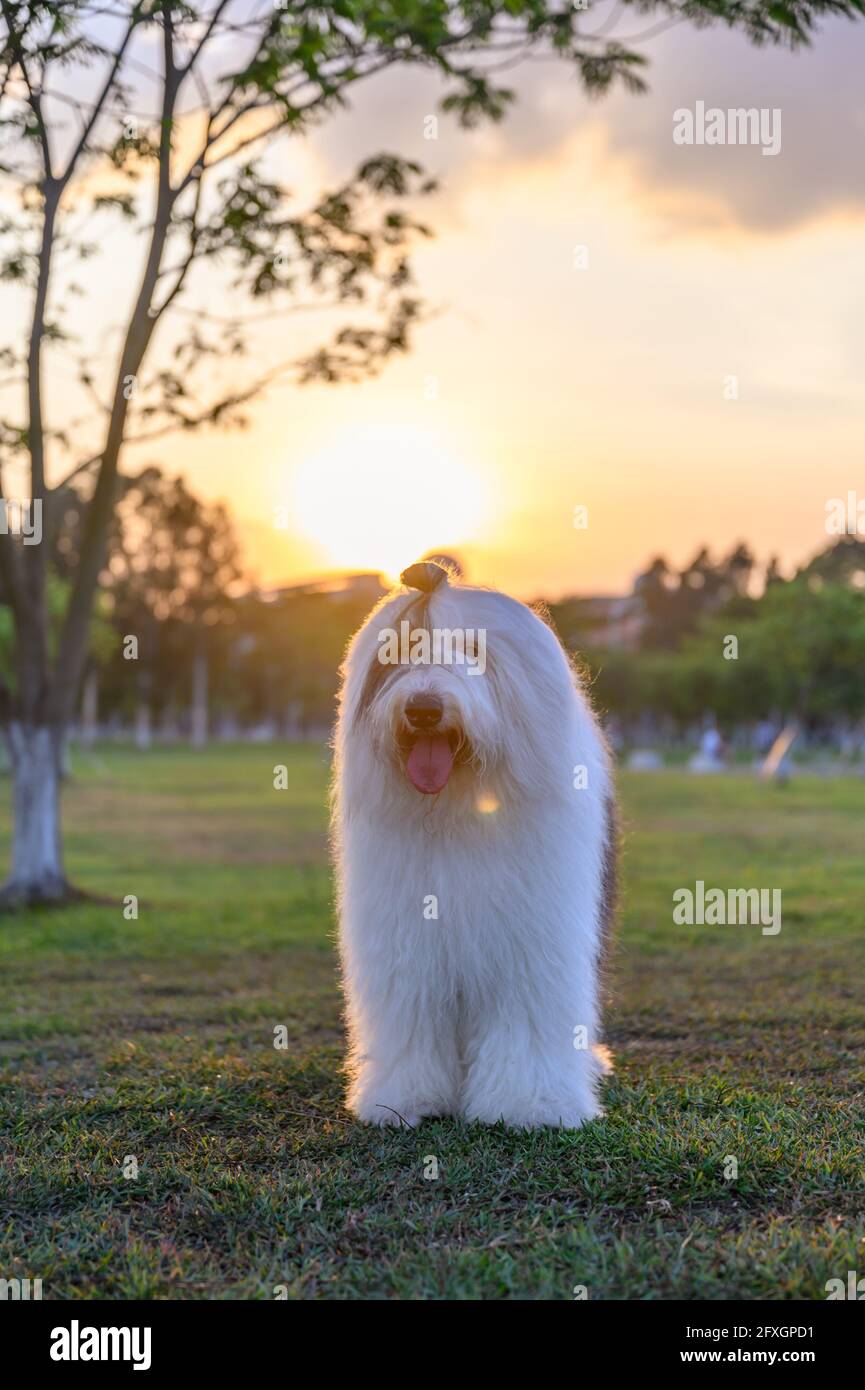 La sera, l'antico cane pastore è in piedi sull'erba Foto Stock