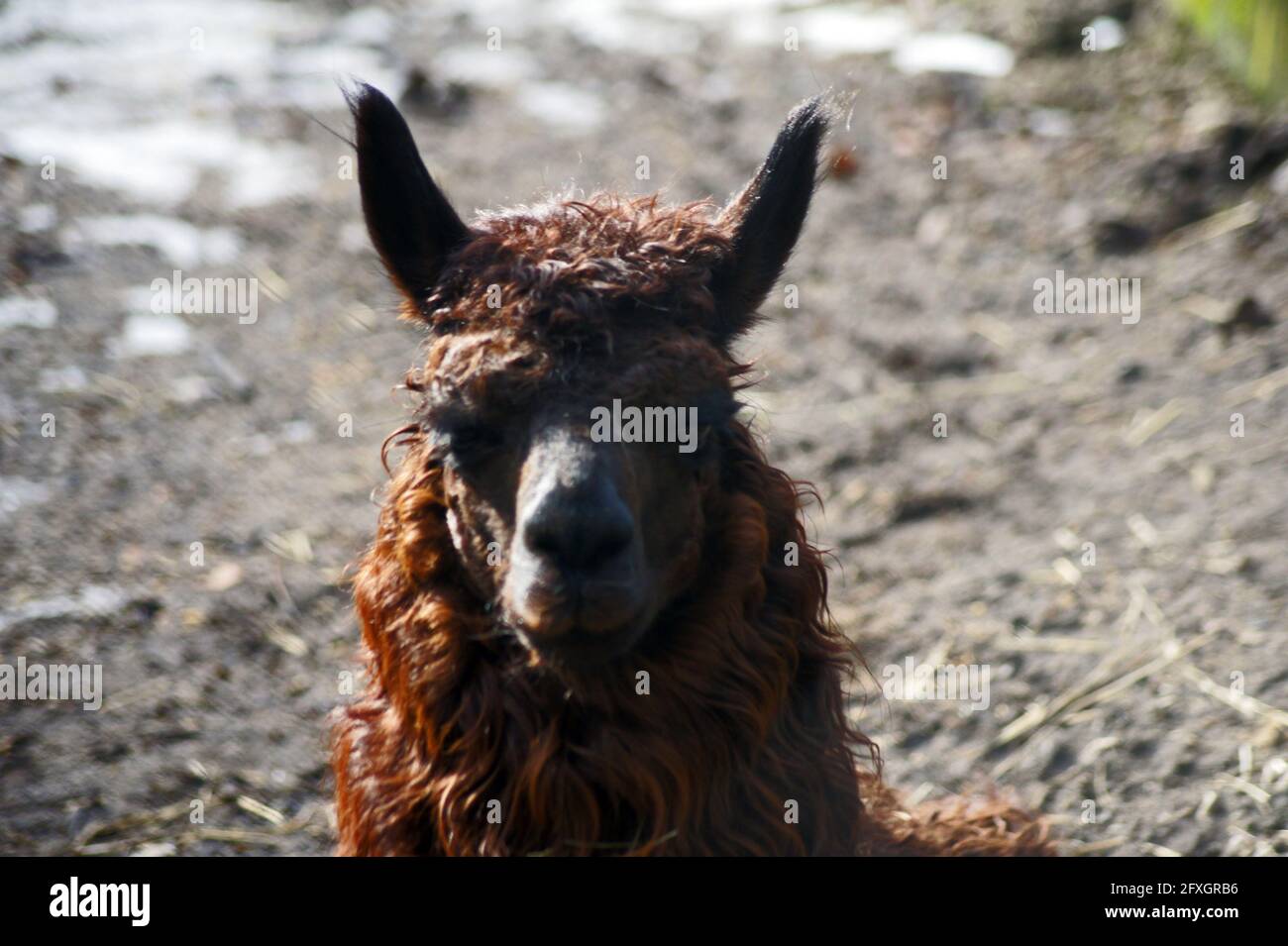 Ritratto di alpaca molto orgogliosa e bella Foto Stock