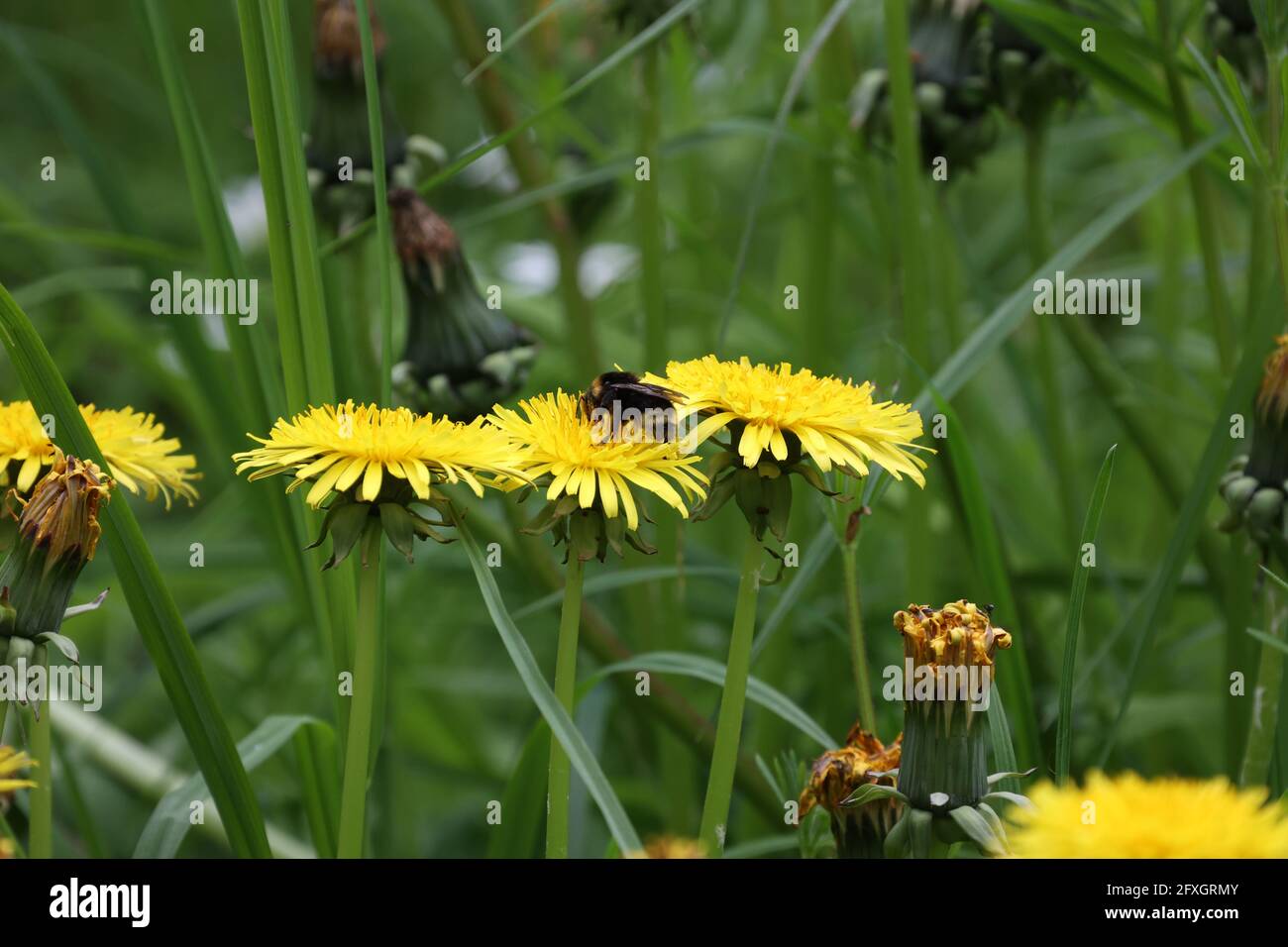 Shaggy Bumblebee si siede su fiori gialli di dente di leone. Foto Stock