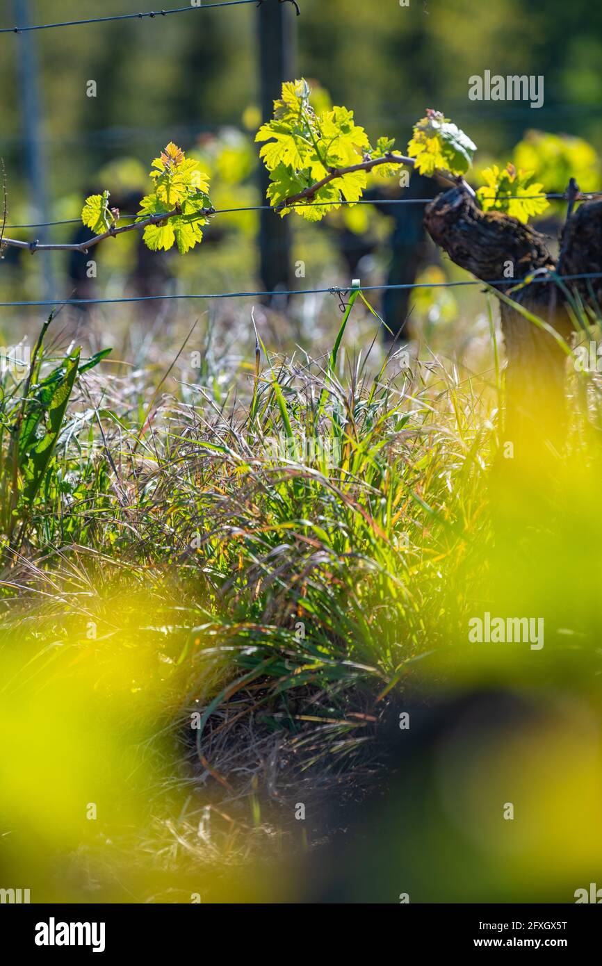 Nuovo bug e lascia la germogliazione all'inizio di primavera su una pergola viticoltura nella vigna di bordeaux Foto Stock