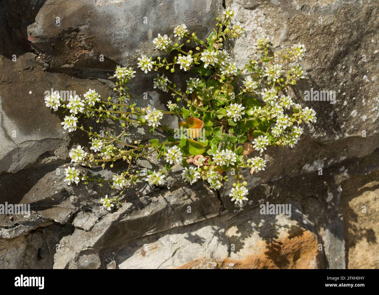 Una pianta costiera intorno al Regno Unito, Scurvygrass comune si trova di solito nelle paludi saline e sulle scogliere e le pareti del mare. Foto Stock