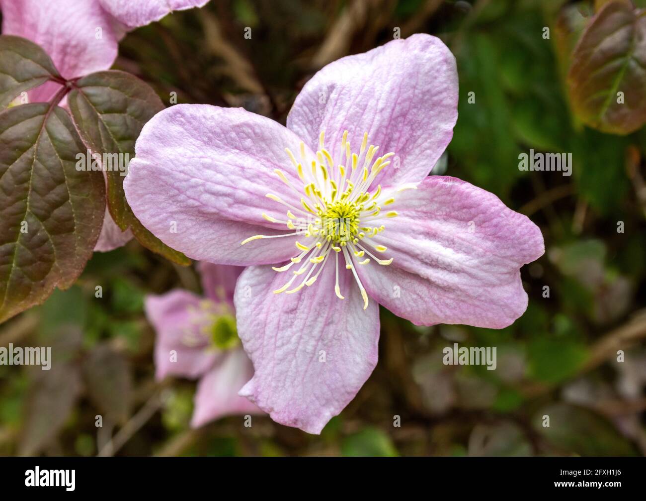 FIORE ROSA DI CLEMATIS MONTANA CLEMATIS MONTANA MONTAGNA O HIMALAYAN VARIETÀ Foto Stock
