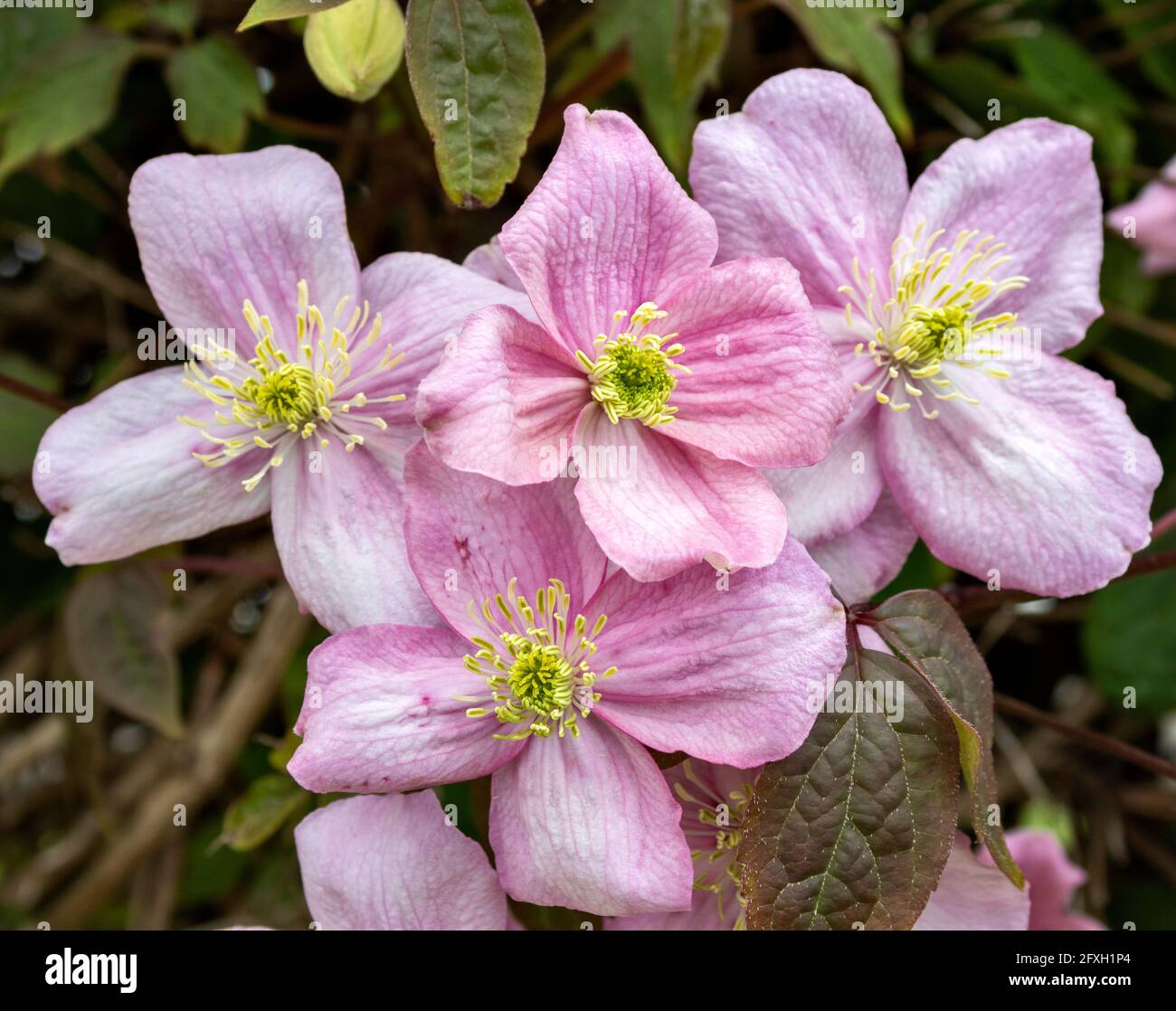 FIORI ROSA DI CLEMATIS MONTANA CLEMATIS MONTANA MONTAGNA O HIMALAYAN Foto Stock
