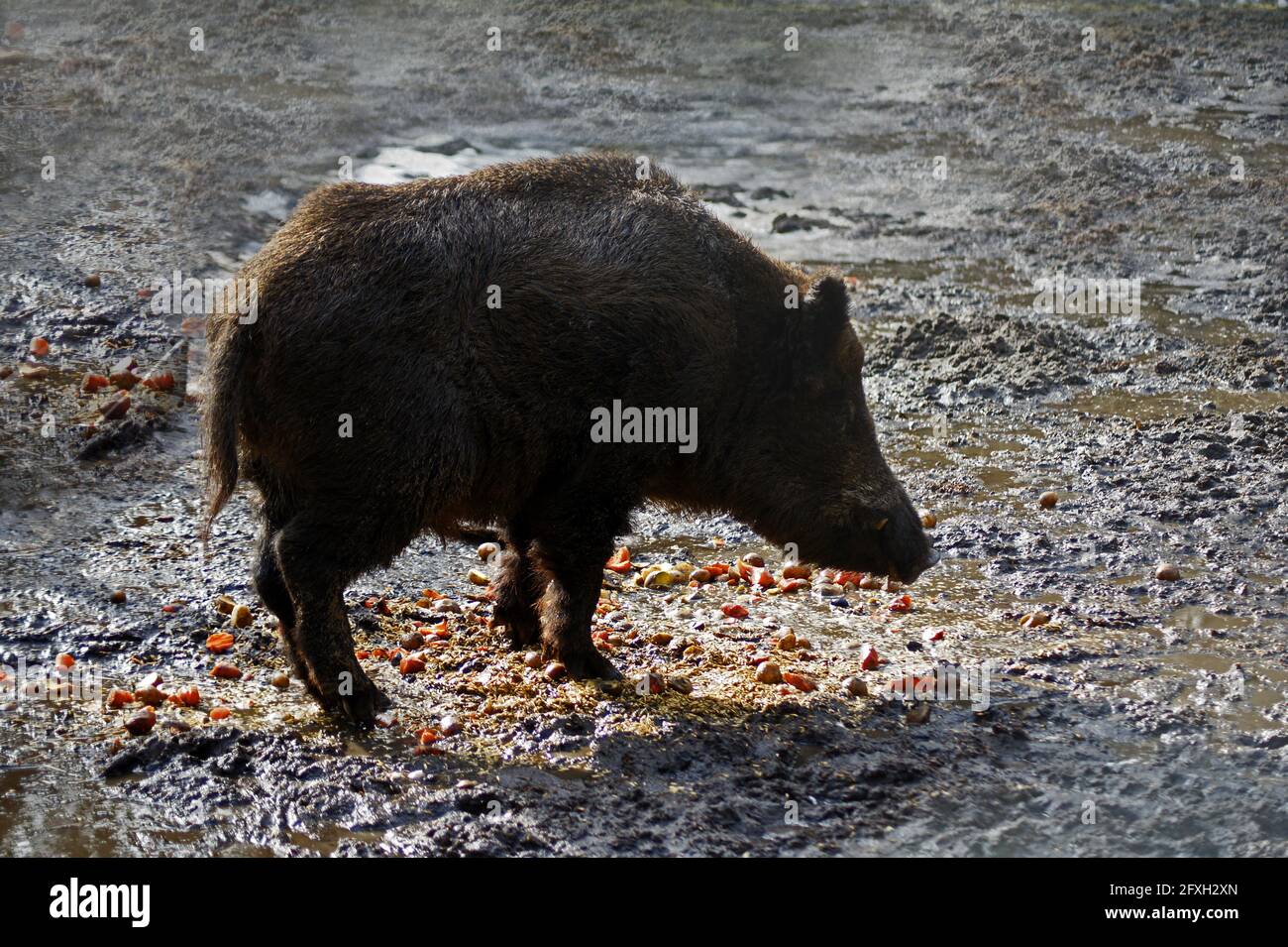 Porro di cinghiale Foto Stock