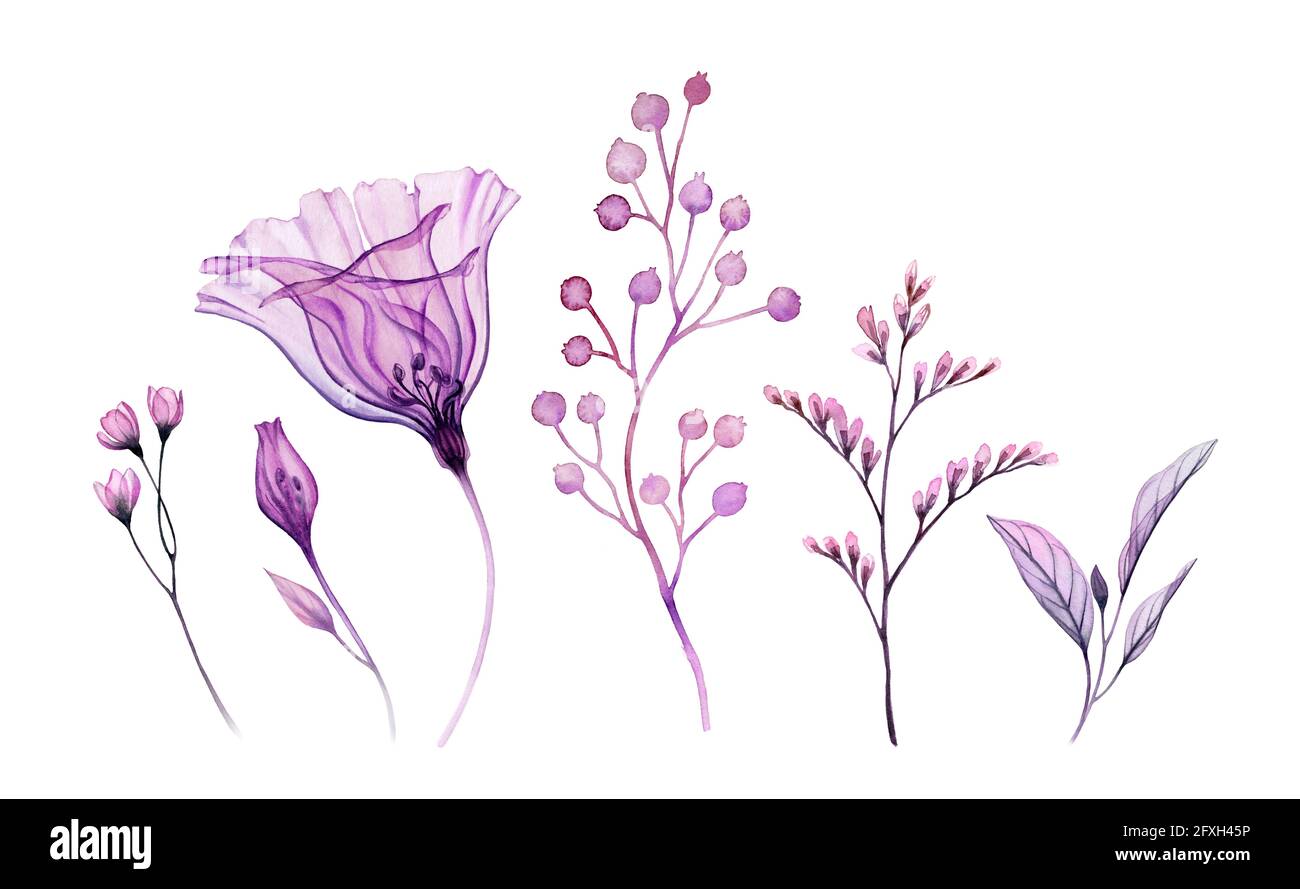 Fiori acquerelli. Raccolta di fiori di campana trasparenti, foglie, rami di colore viola. Illustrazione botanica dipinta a mano Foto Stock