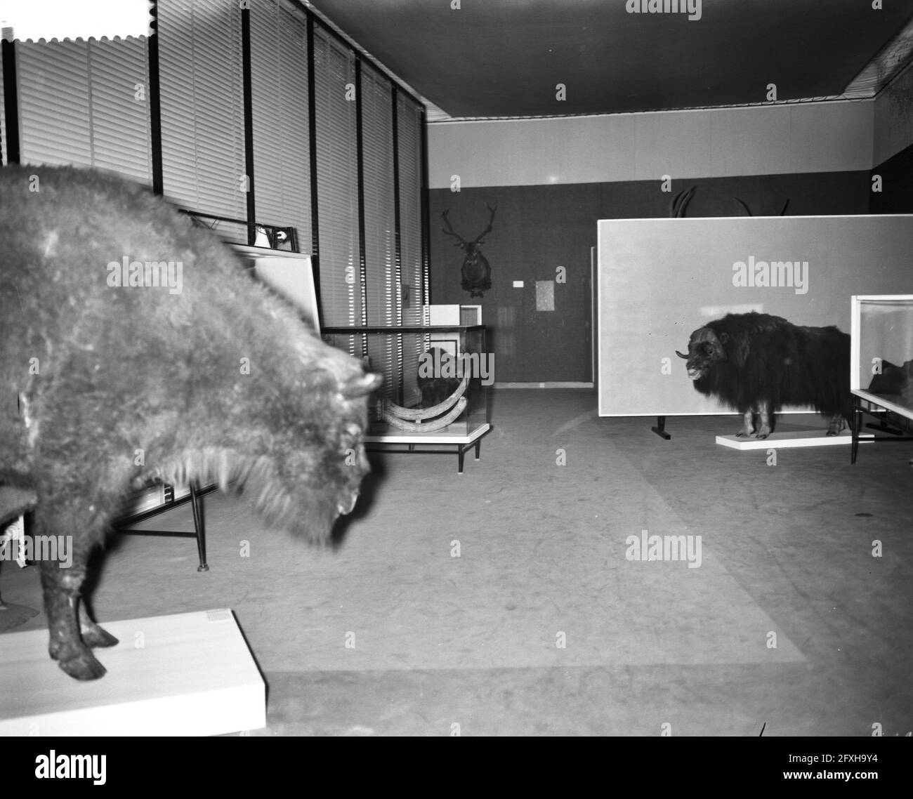 Mostra The Ice Ages nel Museo Zoologico di Amsterdam, bisoni in mostra, 21 dicembre 1959, viste, Mostre, Paesi Bassi, foto agenzia stampa del XX secolo, notizie da ricordare, documentario, fotografia storica 1945-1990, storie visive, Storia umana del XX secolo, che cattura momenti nel tempo Foto Stock