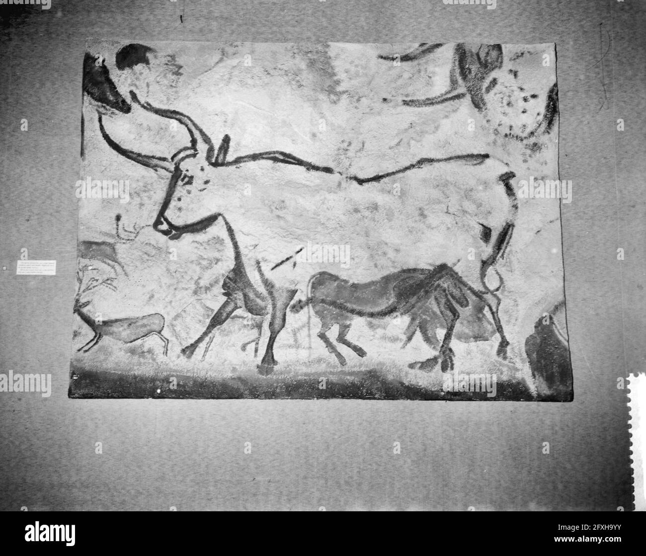 Visualizzazione pubblica della mostra Ice Age nel Museo Zoologico di Amsterdam, 21 dicembre 1959, visite pubbliche, mostre, I Paesi Bassi, foto agenzia stampa del XX secolo, notizie da ricordare, documentario, fotografia storica 1945-1990, storie visive, Storia umana del XX secolo, che cattura momenti nel tempo Foto Stock