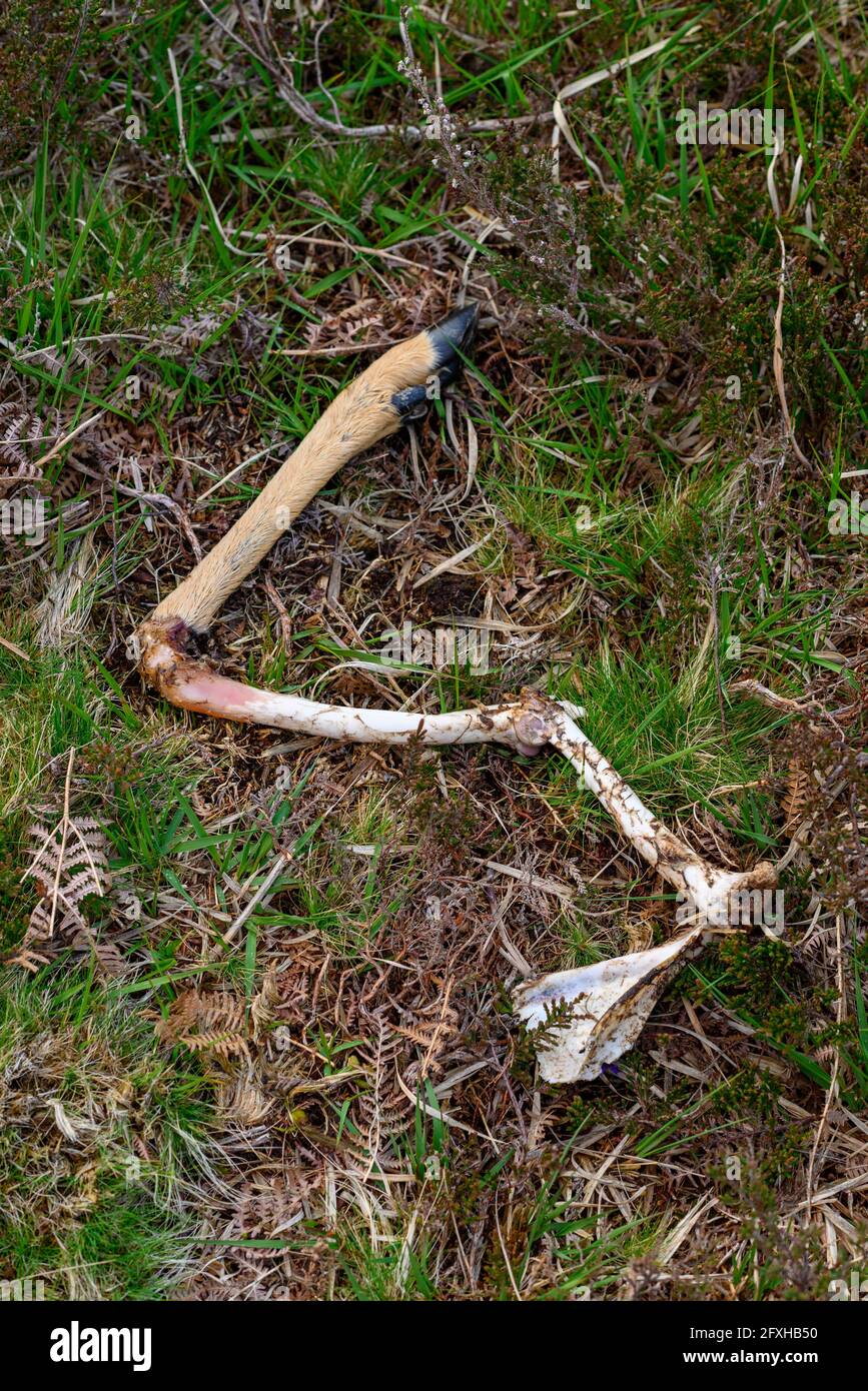 Ossa animali di una gamba smembrata di un cervo, mangiate a metà da altri animali, campagna inglese, Regno Unito Foto Stock