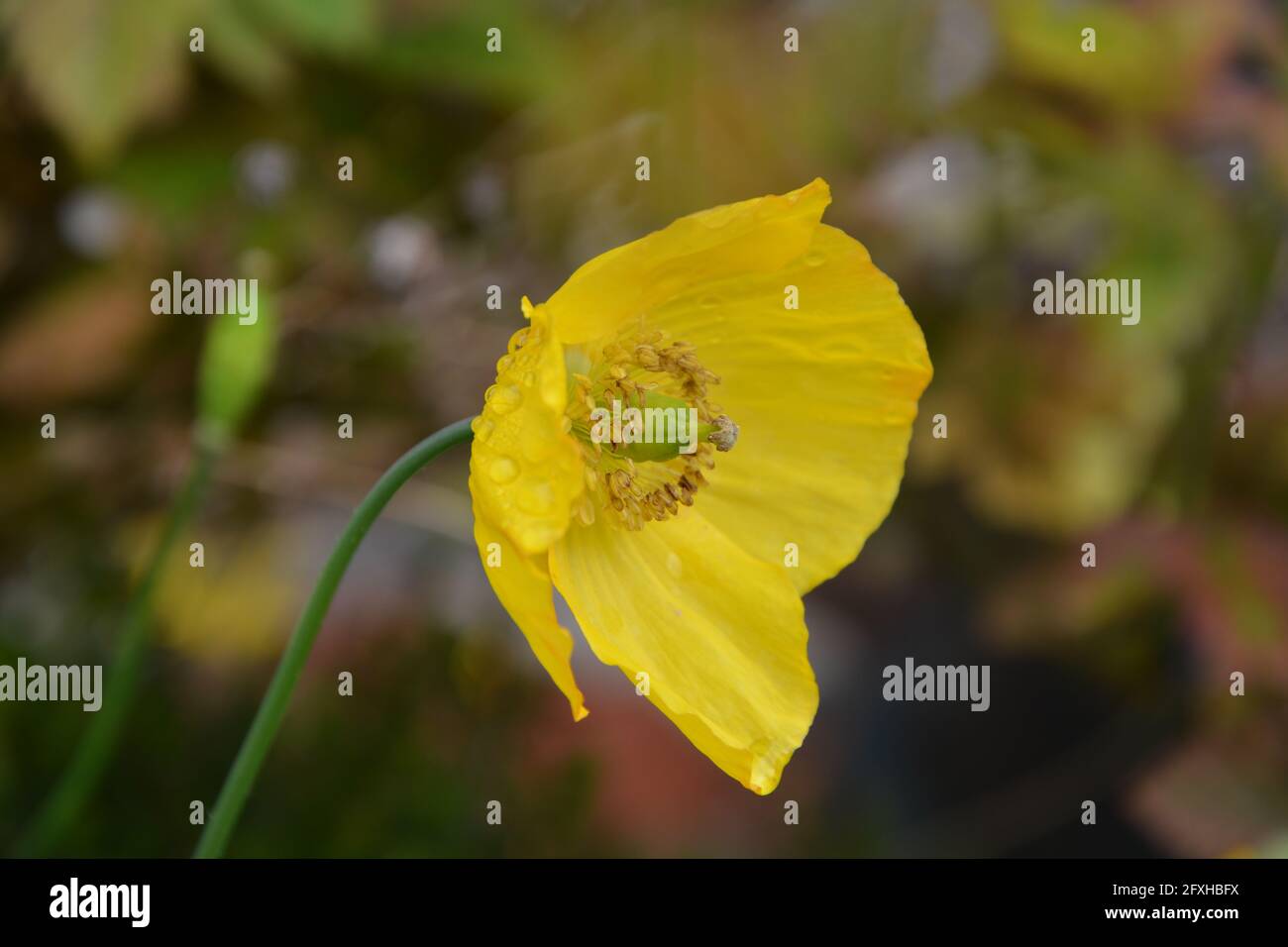Vista laterale Poppy Flower, gocce di pioggia che cadono su giallo papavero fiore Foto e Premium Foto Stock