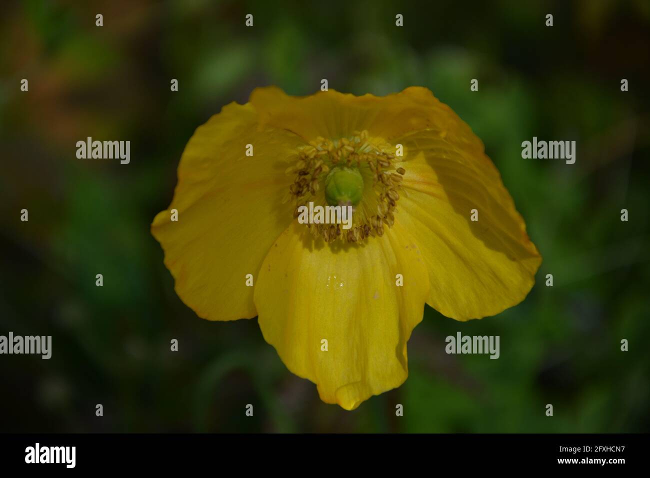 Poppy Flower, Raindrop caduta su giallo papavero fiore Foto e Premium Foto Stock