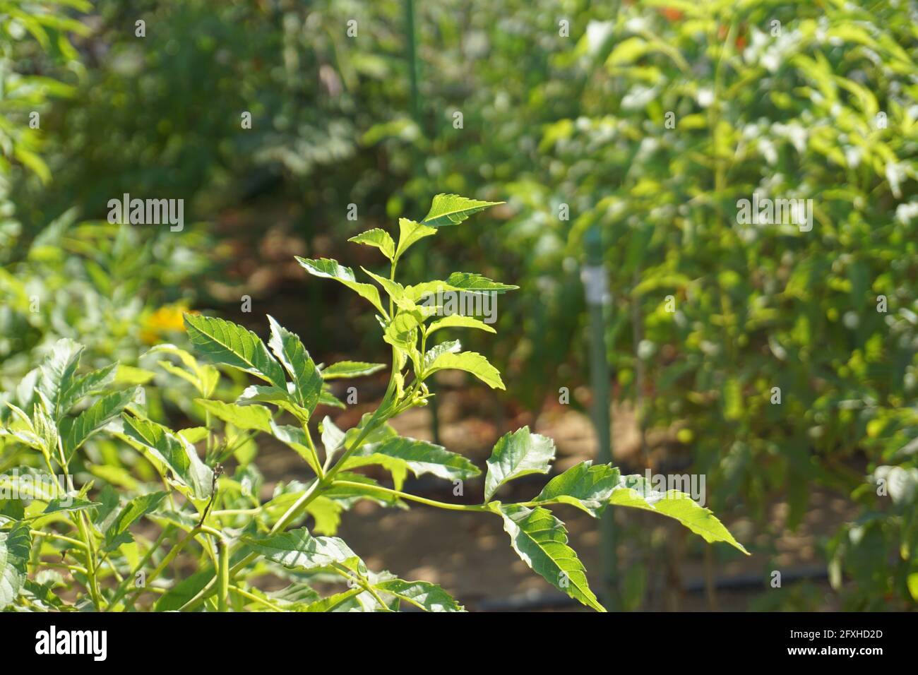 fotocamera sony con piante . Foto Stock