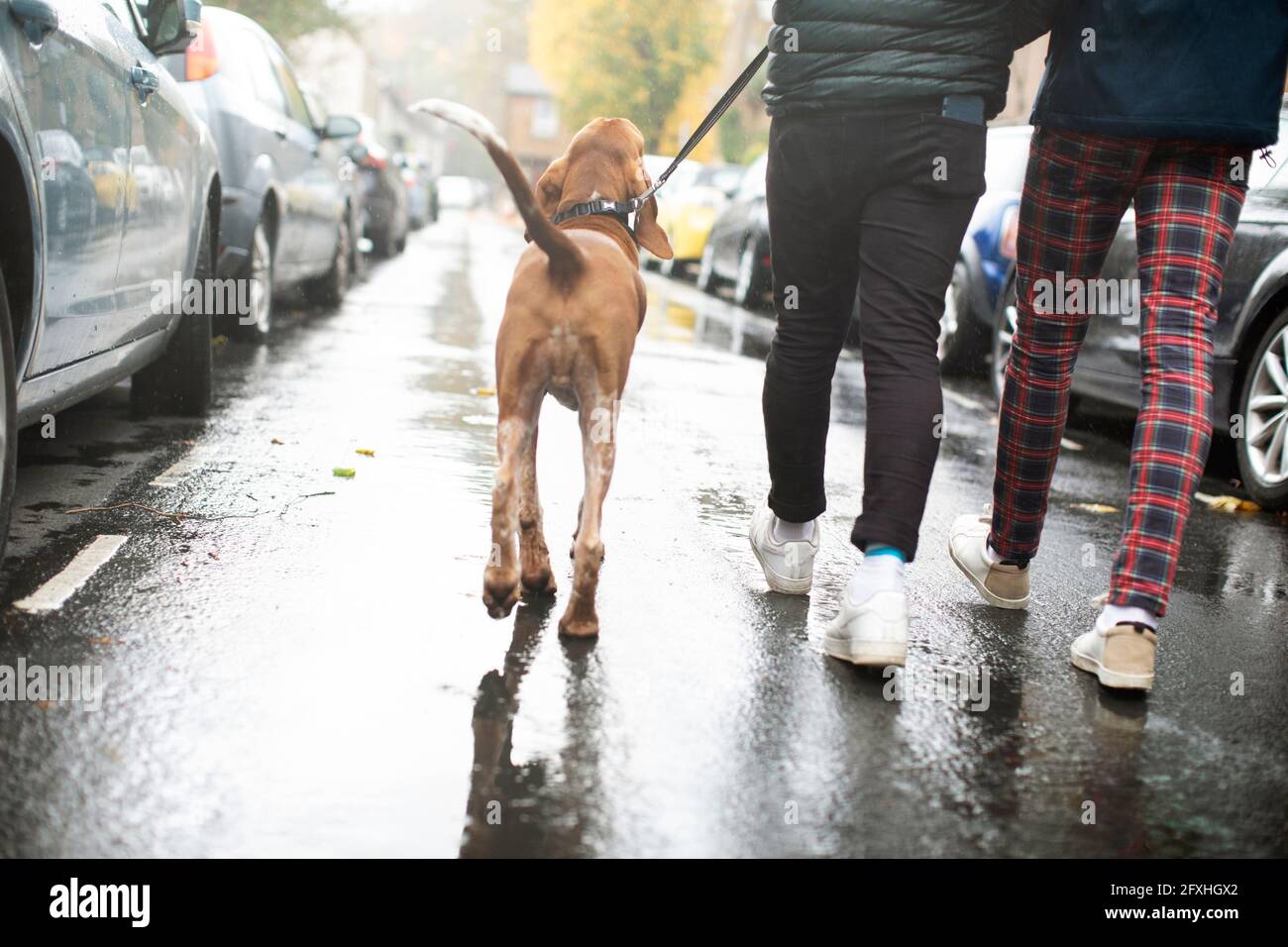 Gay maschio coppia cane a piedi su strada piovosa Foto Stock