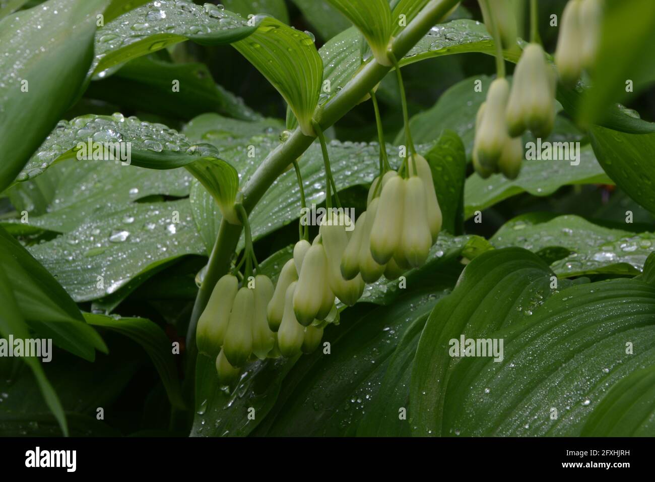 Polygonatum, sigillo di Salomone, luce del sole Dew gocce, gocce di pioggia Foto Stock