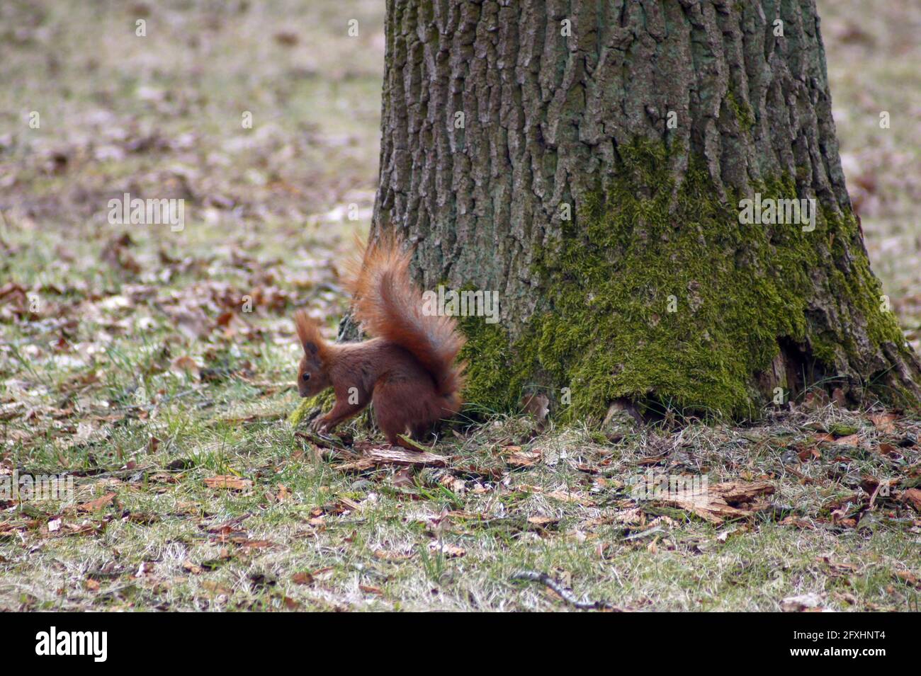 Vita di scoiattolo rosso in inverno Foto Stock