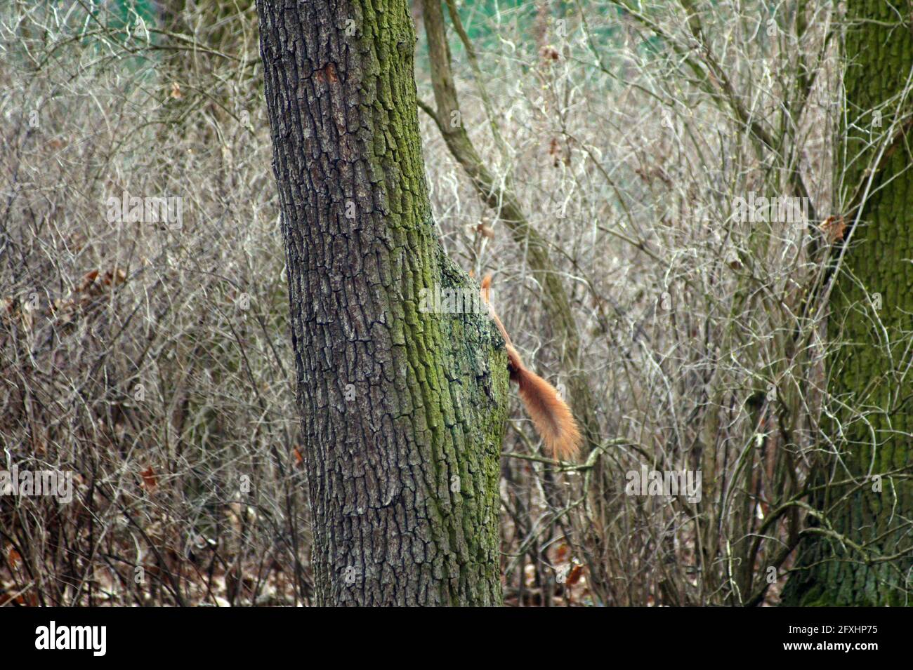 Rosso scoiattolo vita in inverno Foto Stock