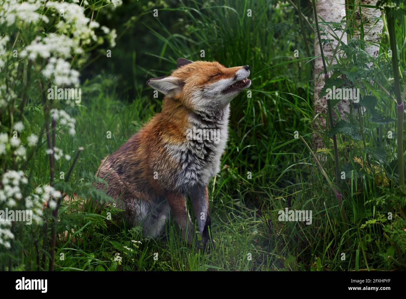 fox seduta annusare l'aria Foto Stock