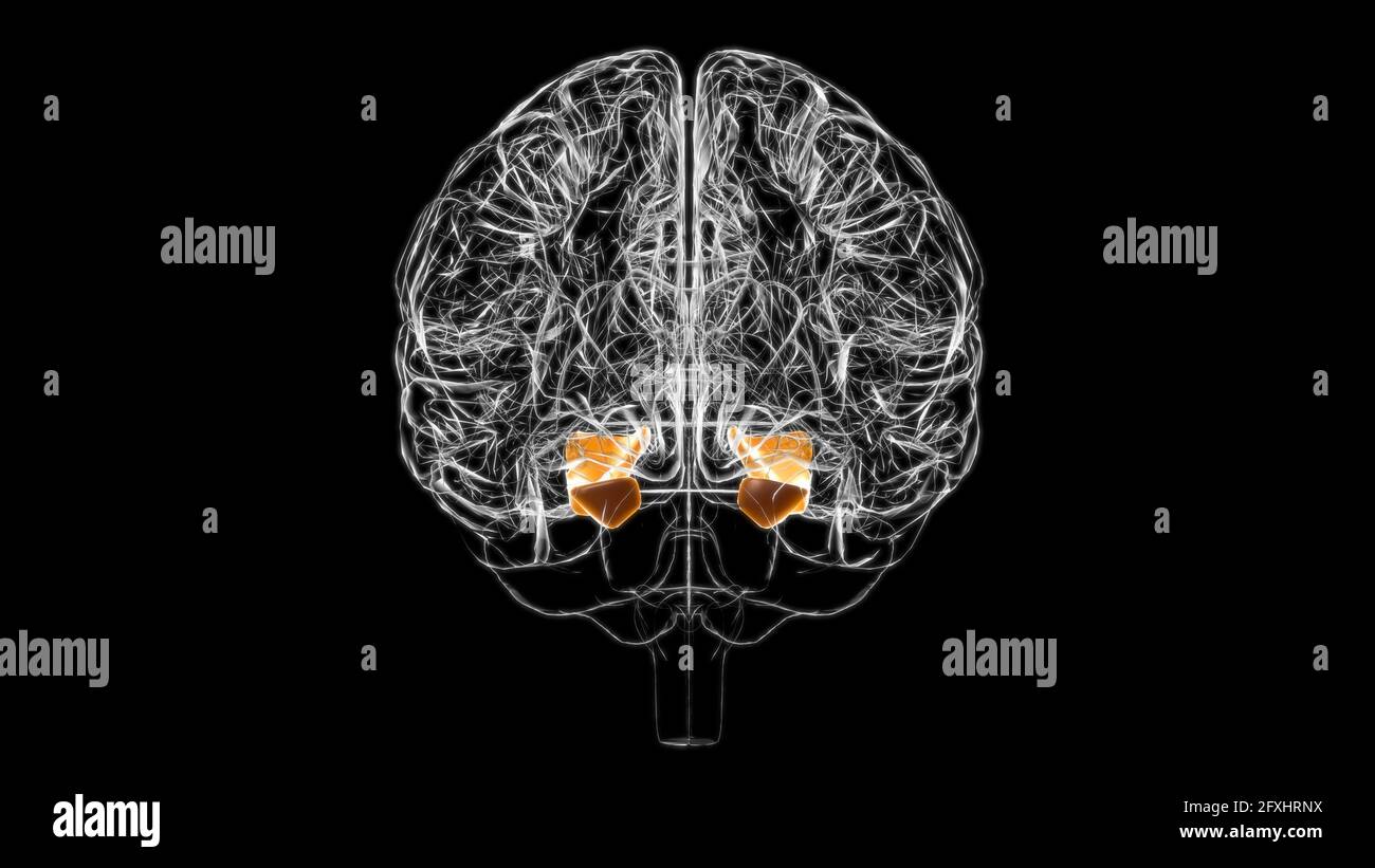 Anatomia del gyrus parahippocampale del cervello per l'illustrazione 3D del concetto medico Foto Stock