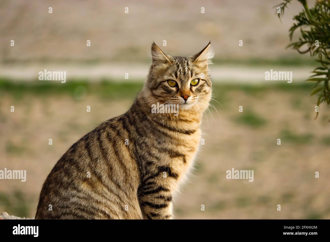 Gatto selvatico a strisce. Sono venuto vicino al mio campeggio a Pangot, Uttarakhand, India. Sono venuto per un po' di cibo vicino al mio campeggio. Foto Stock