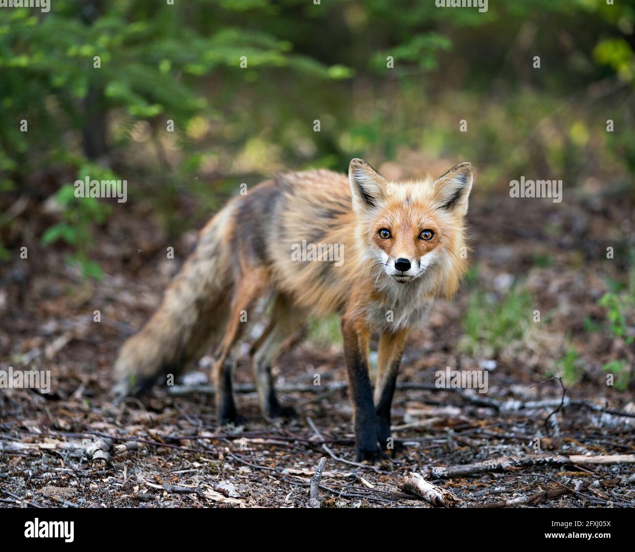 Red Fox primo piano profilo vista laterale in primavera con sfondo di alberi di conifere nel suo ambiente e habitat. Immagine FOX. Immagine. Verticale. Foto Stock