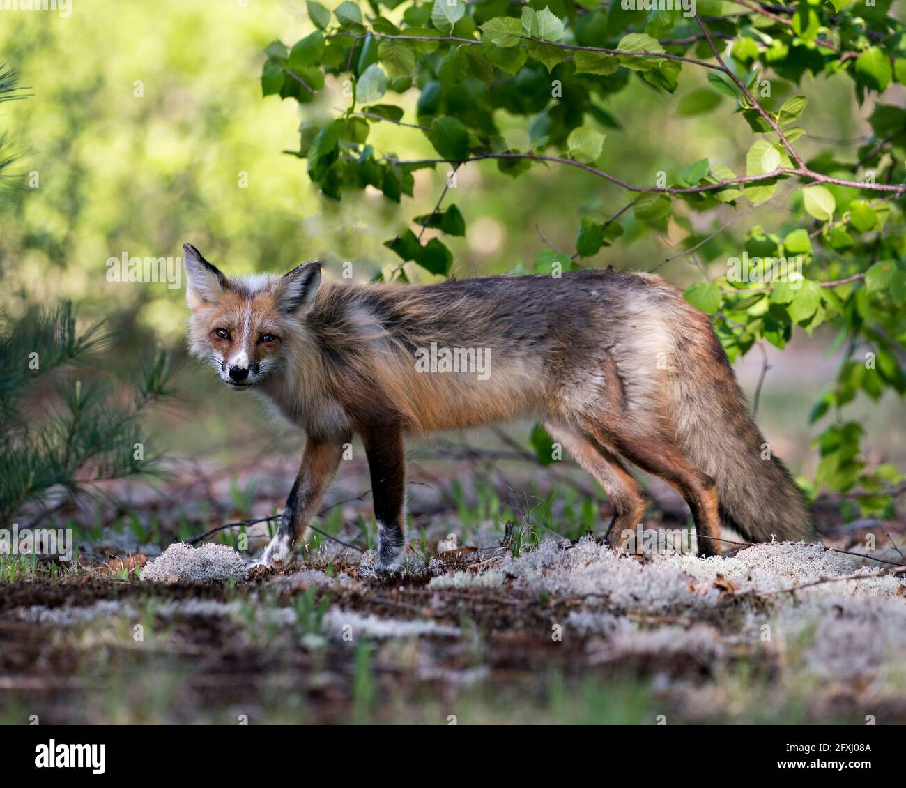 Vista laterale del profilo della volpe rossa in primavera guardando la telecamera con uno sfondo di albero e un terreno di muschio bianco nel suo habitat. Immagine FOX. Foto. Foto Stock
